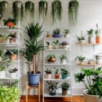 Indoor-Plant-Market