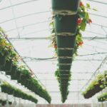 Polycarbonate sheets