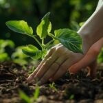 Revegetation