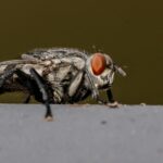 Seasonal Pest Control