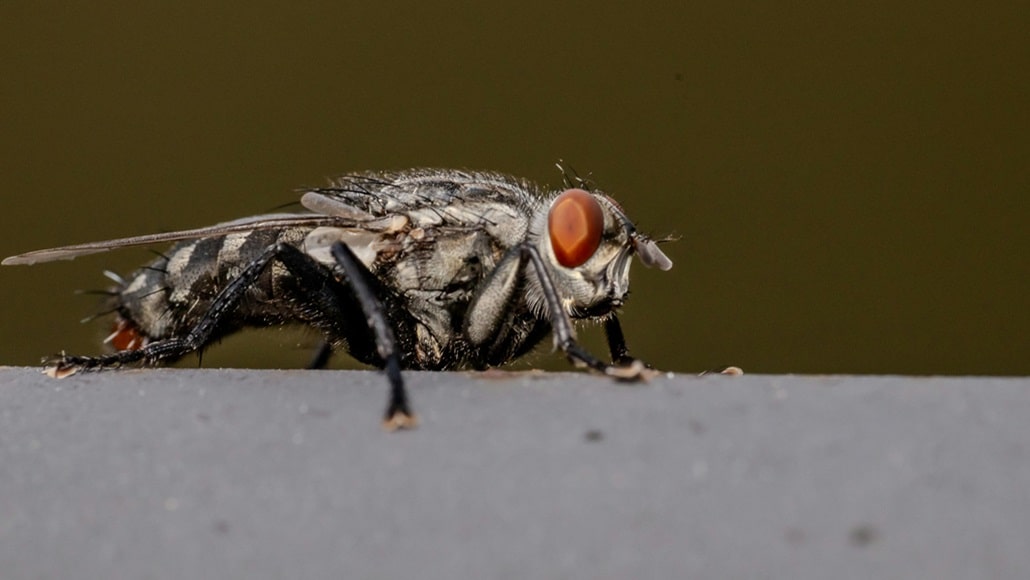 Seasonal Pest Control Tips for Homeowners and Businesses