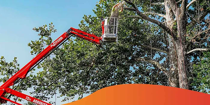 Factors to Consider When Comparing Tracked Lifts for Tree Care and Suppliers