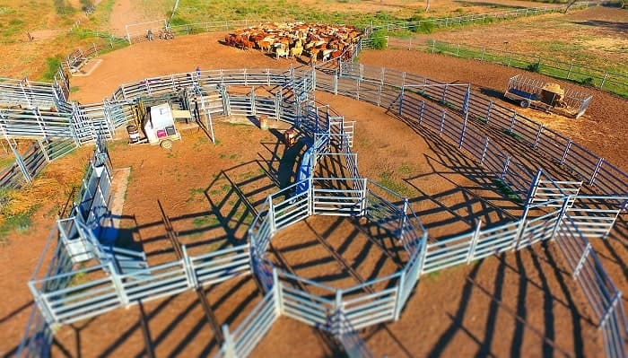 How To Build Your Own Cattle Yard?